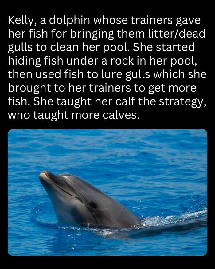 Dolphin named Kelly using fish to train gulls, showcasing interesting facts about animal intelligence in the ocean.