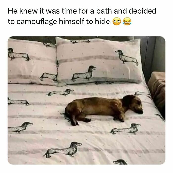 Funny pet meme of a dog blending in with dachshund-patterned bed sheets, humorously camouflaged.