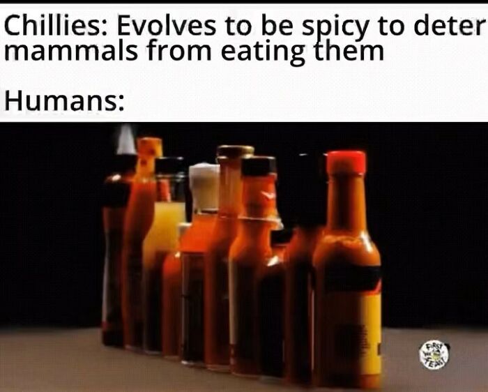 Meme about history: Chilies become spicy; humans enjoy hot sauce lined up in a row.