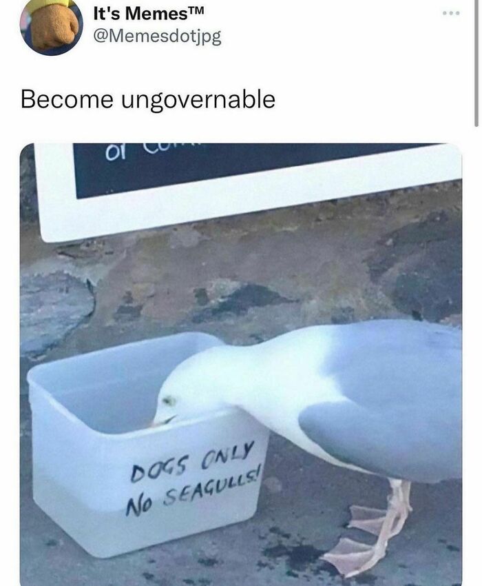 Seagull defies sign by drinking water from a "Dogs Only" bowl. Funny pet meme.