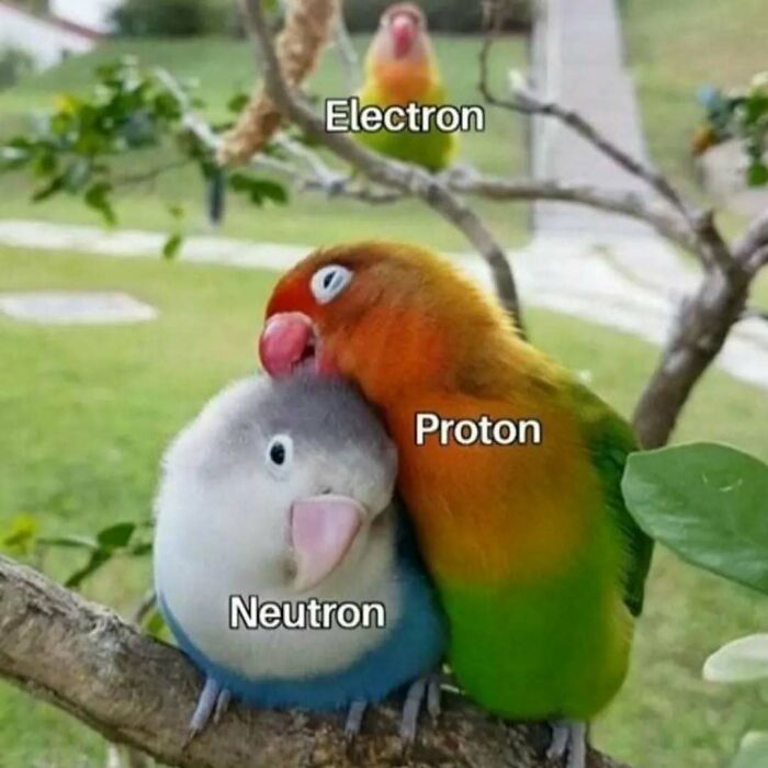 Three birds labeled as proton, neutron, and electron in a funny science meme setting.