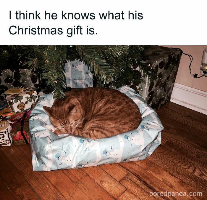 Cat sleeping on Christmas gift under tree; funny holiday memes.