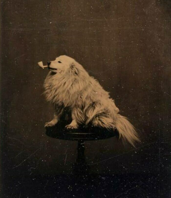 Vintage photo of a fluffy dog holding a pipe, showcasing interesting history facts.