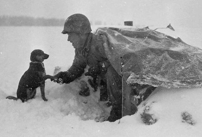 Soldier in snow shaking hands with a dog near a makeshift shelter, highlighting a moment of camaraderie during wartime history.