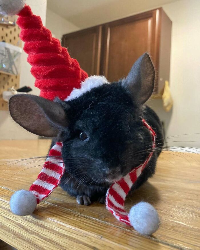 Cute chinchilla wearing a red Christmas hat and striped scarf, embodying funny Christmas animals theme.