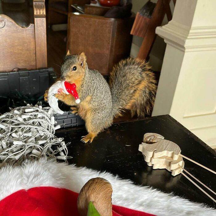 Cute squirrel with a Santa decoration, surrounded by Christmas lights and ornaments.