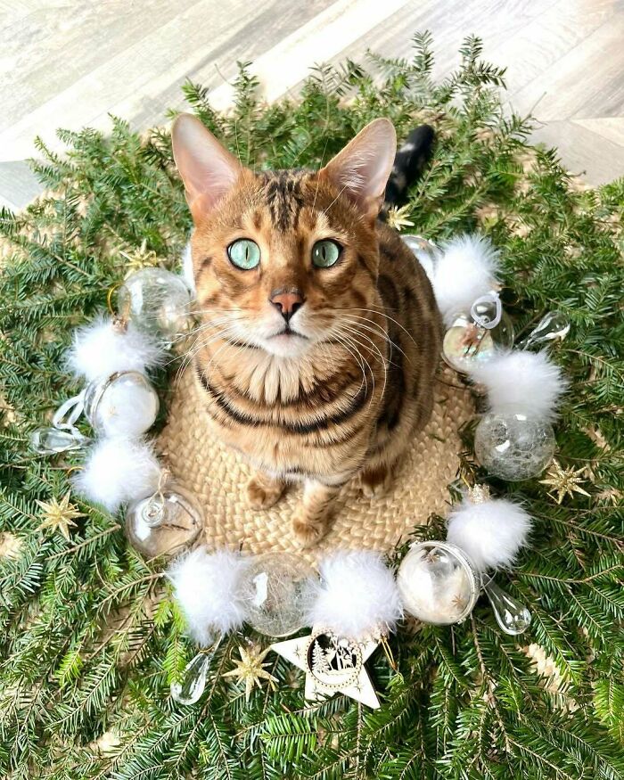 Cute Christmas cat sitting in a festive wreath with ornaments and greenery.