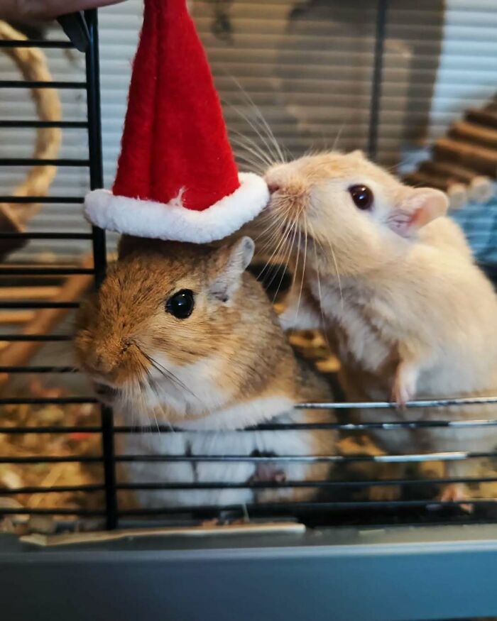 Two cute animals wearing a tiny Christmas hat, one nibbling the other's ear in a playful setting.