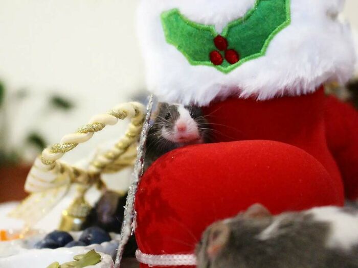 Cute Christmas animal peeking from a red stocking with festive decorations in the background.