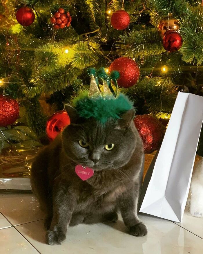 Cute cat in a Christmas hat sitting by a decorated tree with red ornaments and lights.