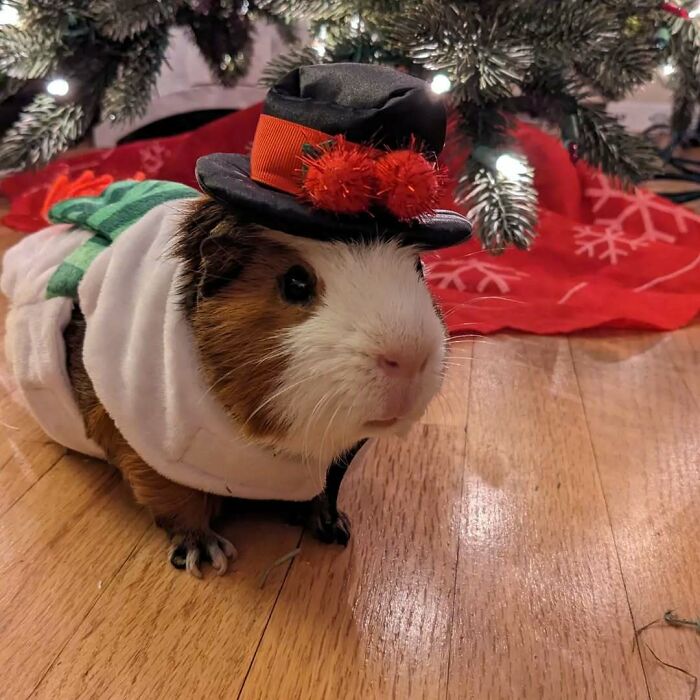 Guinea pig dressed as a snowman under a Christmas tree; cute funny Christmas animals theme.