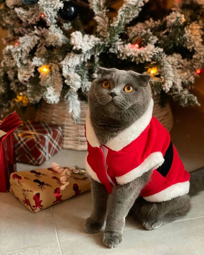 Cute Christmas animal dressed in a Santa costume sits by a tree with presents underneath.