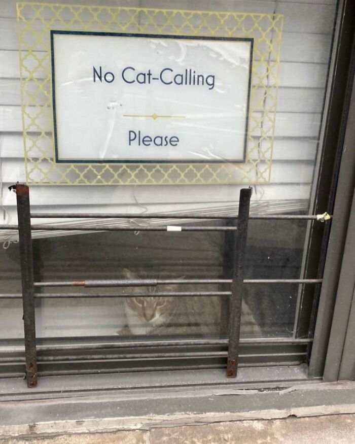 Cat behind a window with a humorous sign saying "No Cat-Calling Please" in New York.