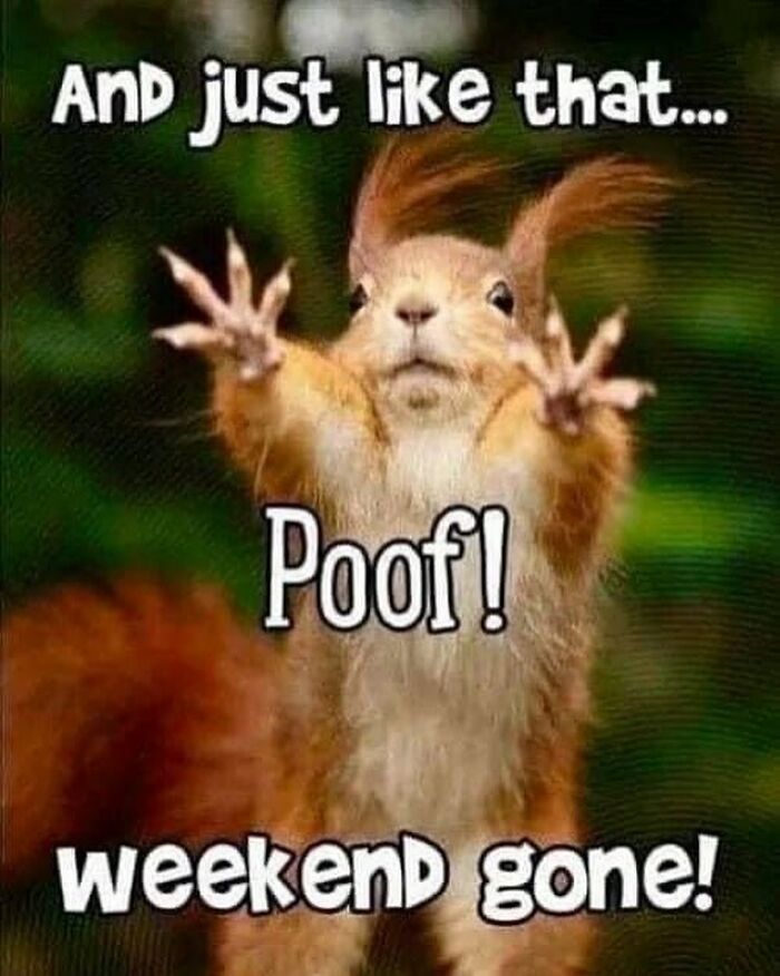 Squirrel with text saying "And just like that... Poof! weekend gone!" related to work memes.