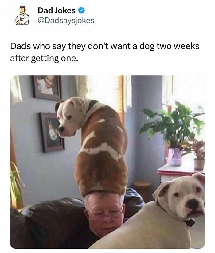 Funny pet memes: Two dogs sit on a man's head and lap on a couch, capturing a humorous moment at home.