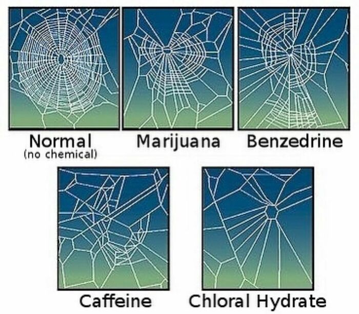 Spider webs under different substances: normal, marijuana, benzedrine, caffeine, chloral hydrate. Interesting history facts.