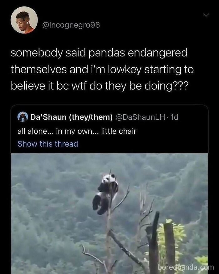 Tweet about pandas with a funny caption and a photo of a panda perched on a tall branch, embodying meme culture.