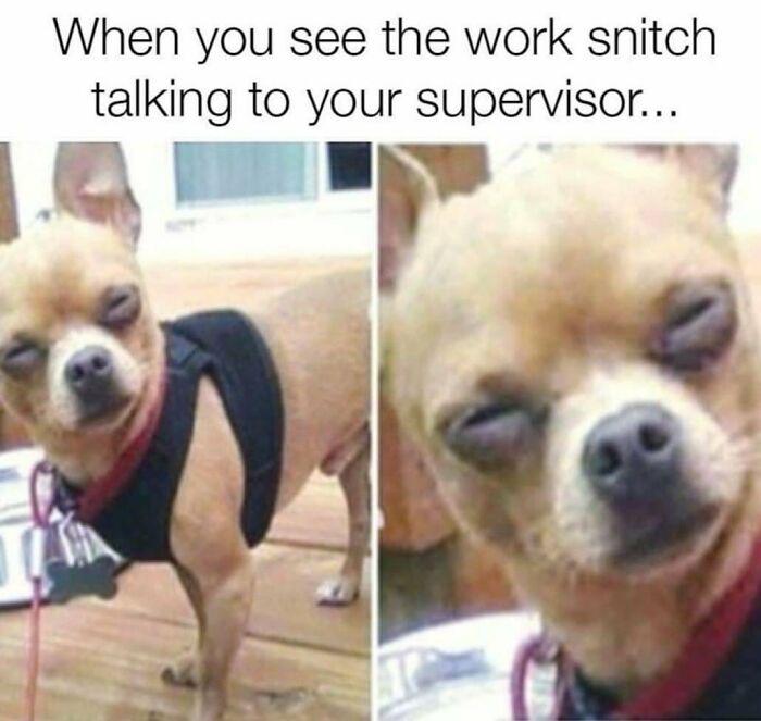 Funny work meme with a skeptical Chihuahua, captioned about a work snitch talking to a supervisor.