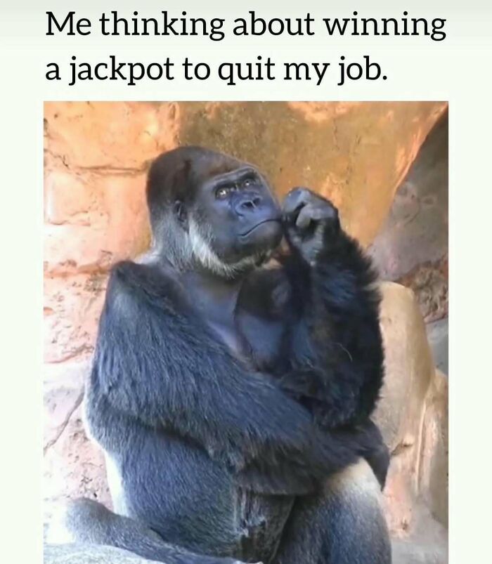 Gorilla pondering, with text about winning a jackpot to quit work, a relatable work meme to share with colleagues.