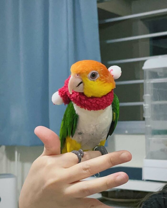 A colorful parrot wearing a cute red Christmas scarf sits on a person's hand.