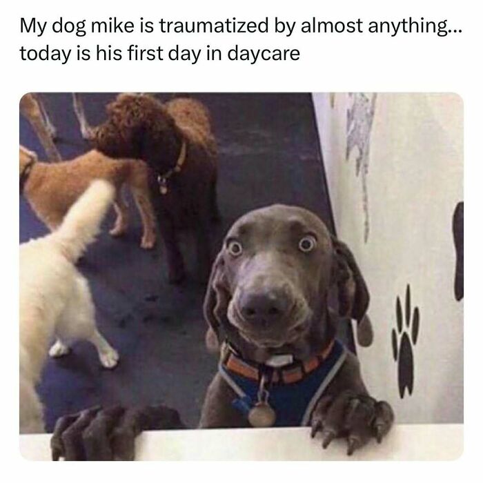 Funny pet meme of a dog with wide eyes at daycare, looking surprised.