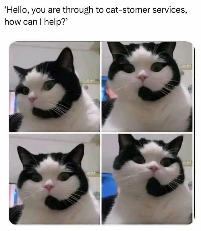 Black and white cat with humorous expression, resembling a customer service representative, featured in a funny pet meme.