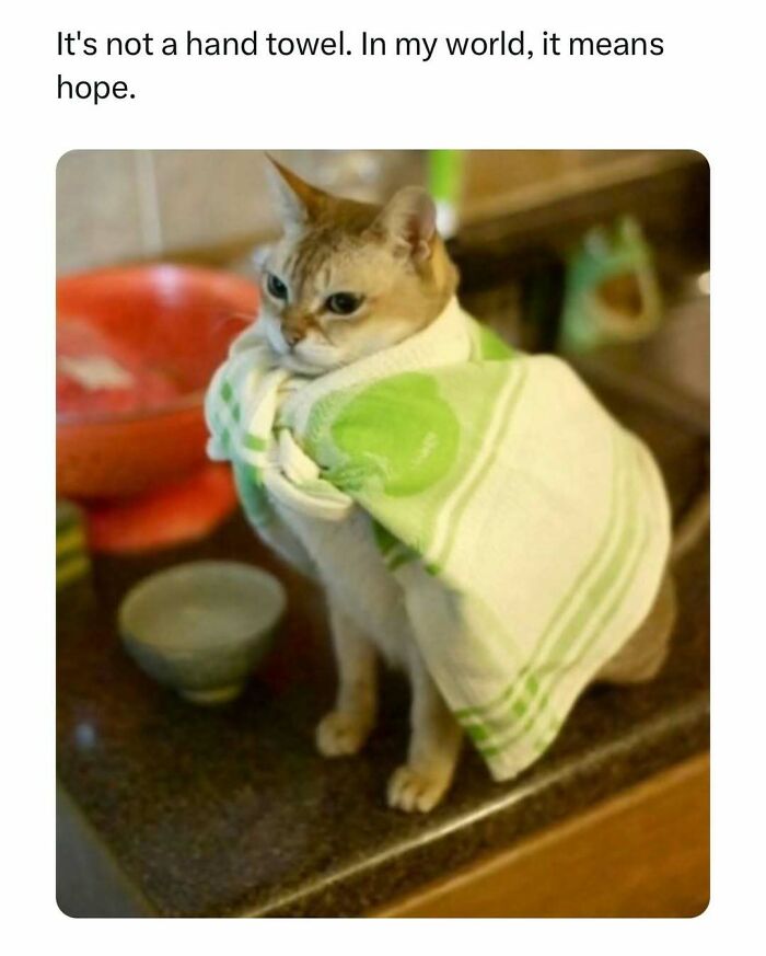 Cat wrapped in a towel standing on a kitchen counter, creating a funny pet meme moment.