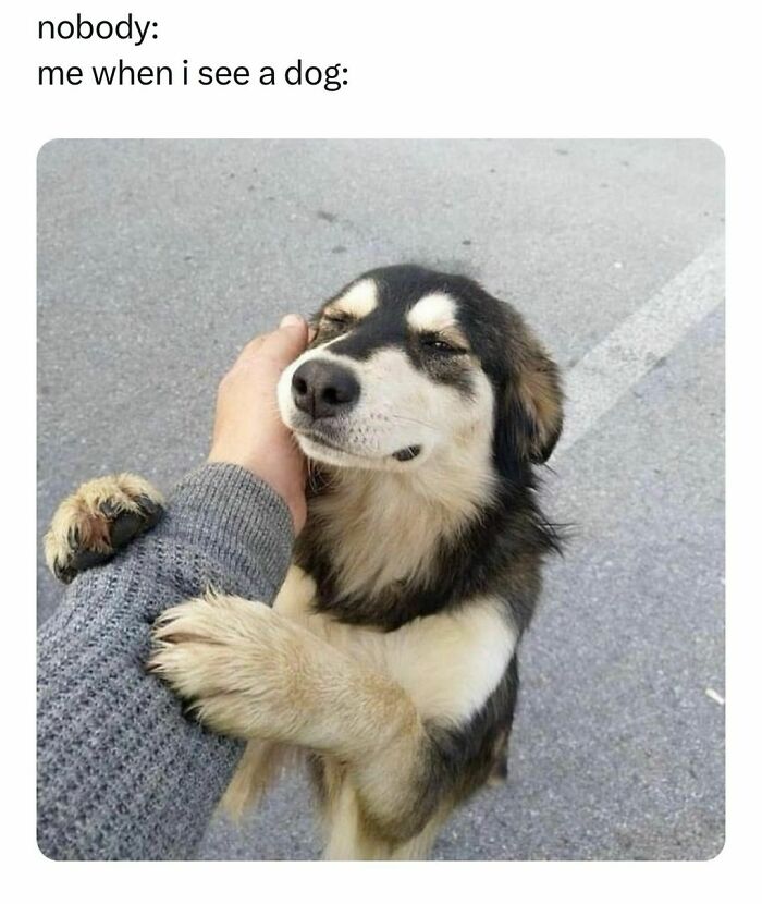 Happy dog hugging a person's arm, creating a funny pet meme moment.