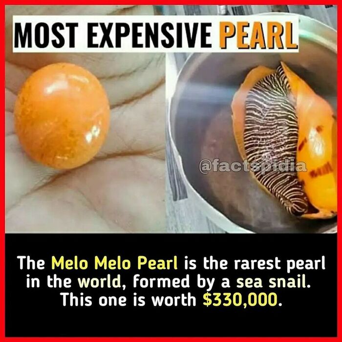 Most expensive Melo Melo pearl, rare sea snail pearl worth $330,000, displayed on hand and in pot.