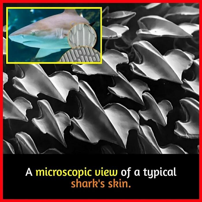 Microscopic view of shark's skin showing detailed texture with a shark image inset.