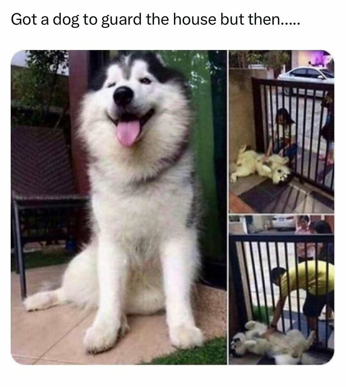 Smiling husky lying on its back, enjoying belly rubs through a gate. Funny pet memes capturing humorous dog behavior.