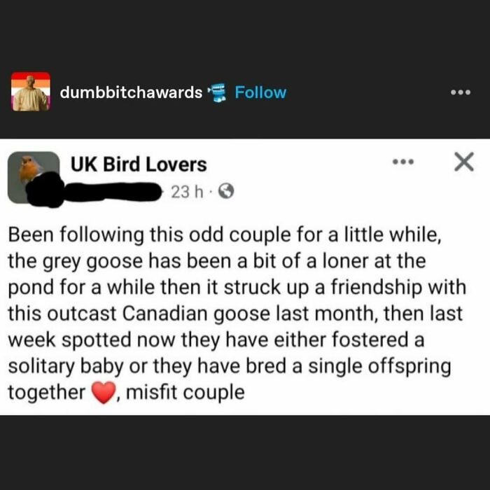 Funny post about unlikely friendship between a grey goose and Canadian goose, described as a misfit couple.