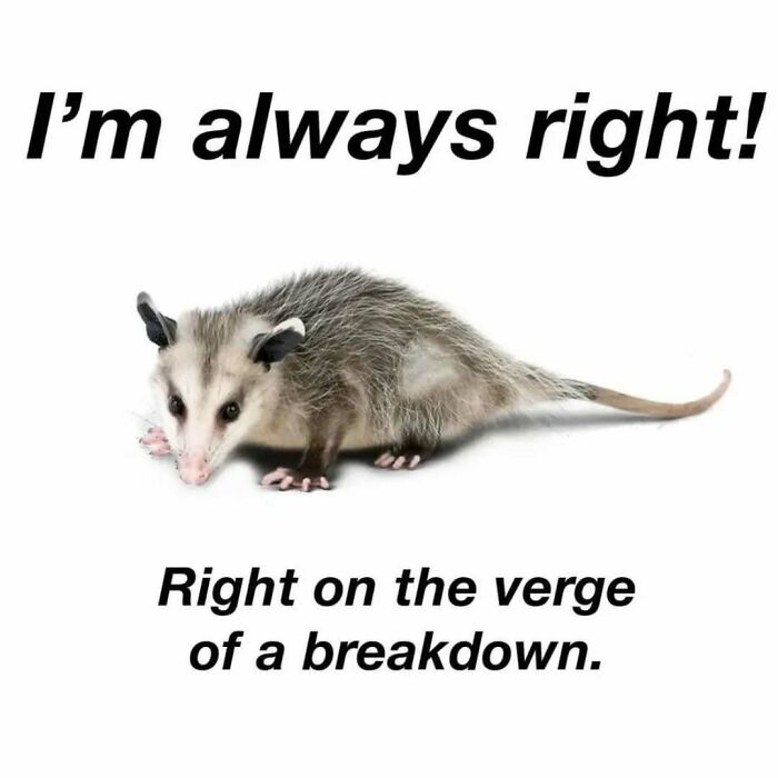 Relatable mental health meme with a possum and humorous breakdown caption.