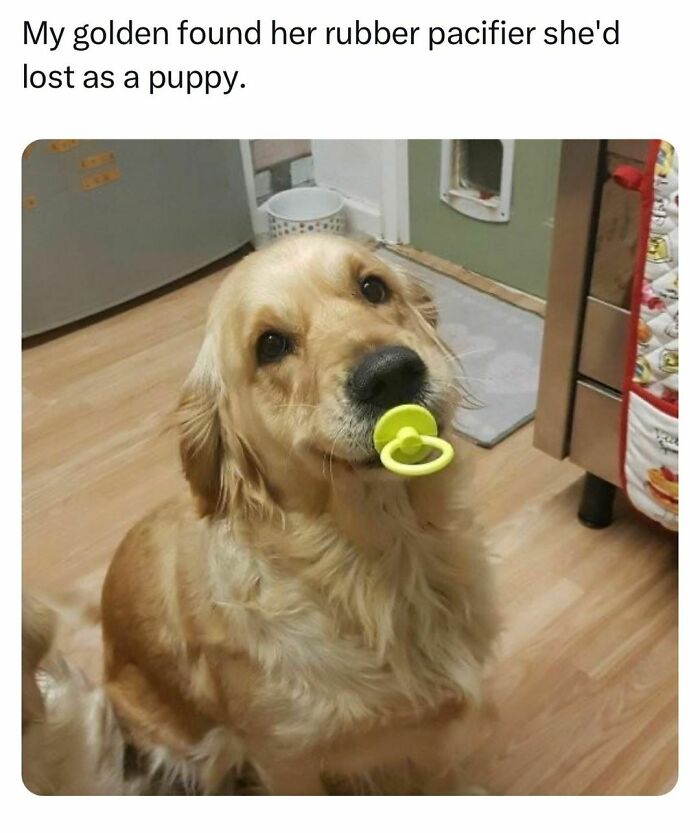 Golden retriever with a pacifier in its mouth, showcasing funny pet memes.