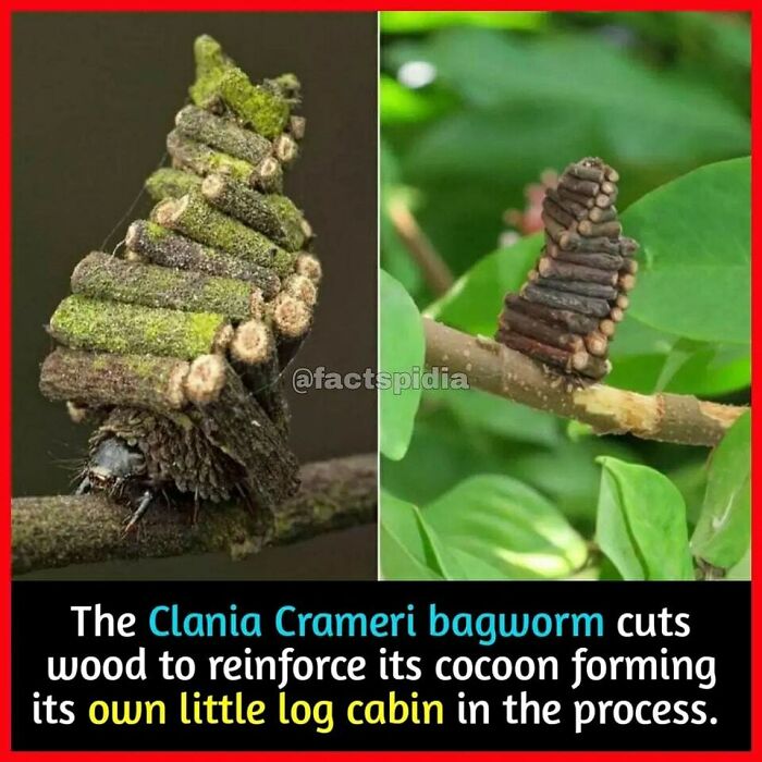 Clania Crameri bagworm constructing a cocoon with twigs, resembling a miniature log cabin.