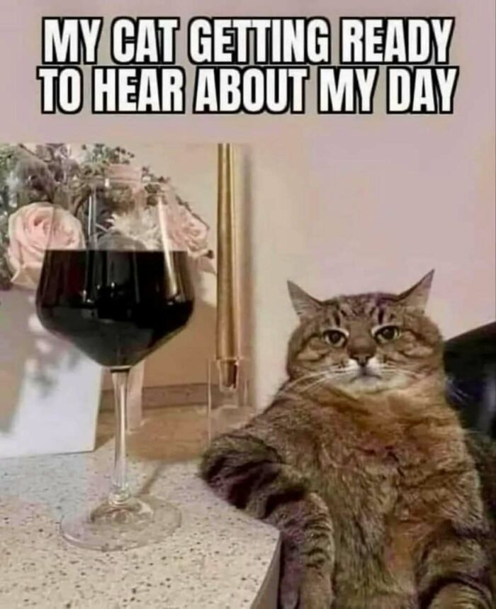 Cat humor meme with a relaxed cat by a glass of wine, illustrating funny and relatable content.