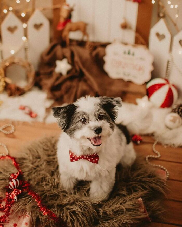 Cute dog with a red bow tie sits on a fluffy rug surrounded by Christmas decorations.