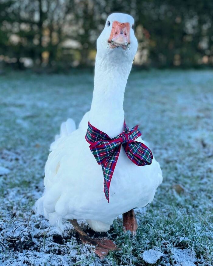 Goose wearing a festive plaid bow tie stands on frosty grass, capturing the essence of cute funny Christmas animals.