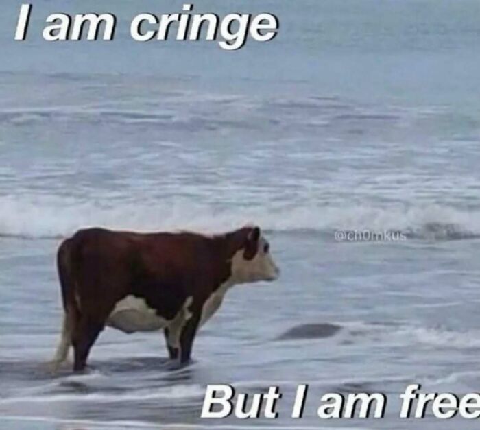 Cow standing in the ocean with text overlay; a hilarious relatable mental health meme.