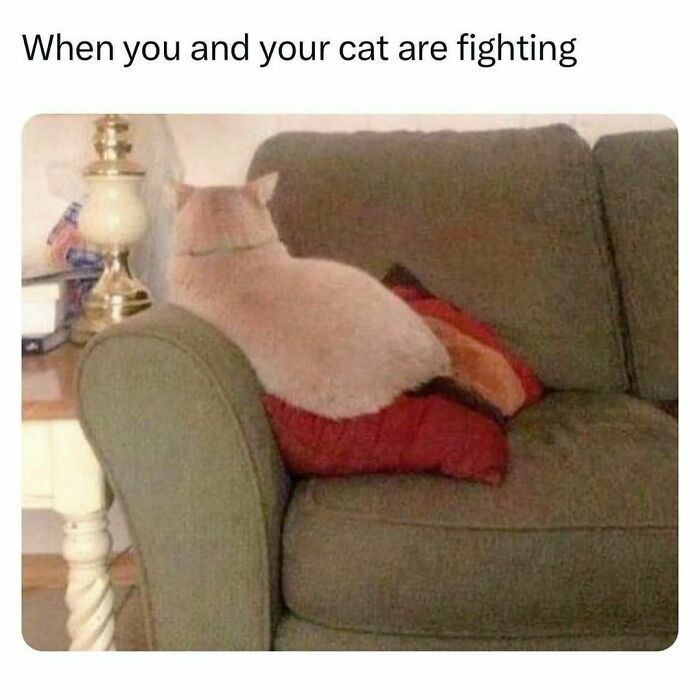 Fat cat sitting on a couch with its back turned, capturing a funny pet meme moment.