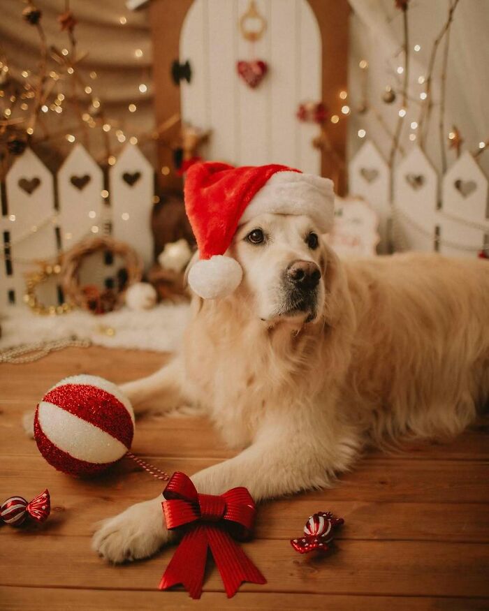 Cute dog wearing a Santa hat with Christmas decorations around, creating a funny holiday ambiance.