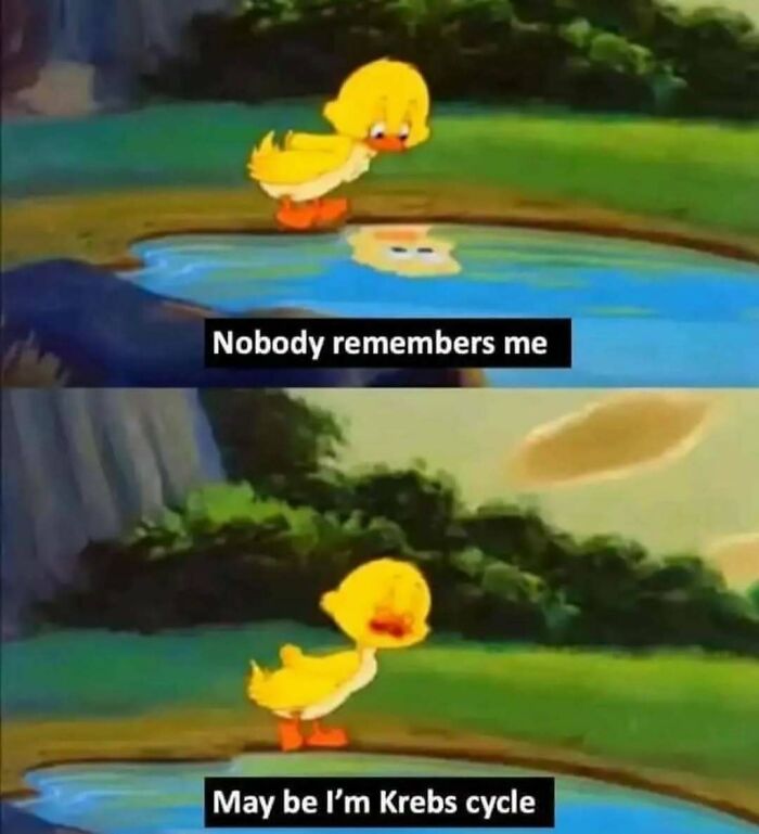 Cartoon duckling looks into a pond with captions about being forgotten like the Krebs cycle, creating a science meme.