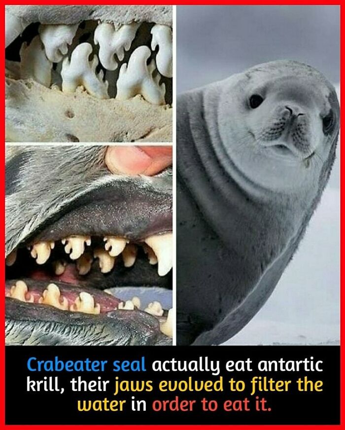 Crabeater seal with unique teeth adapted for krill eating, showcasing interesting evolutionary facts.