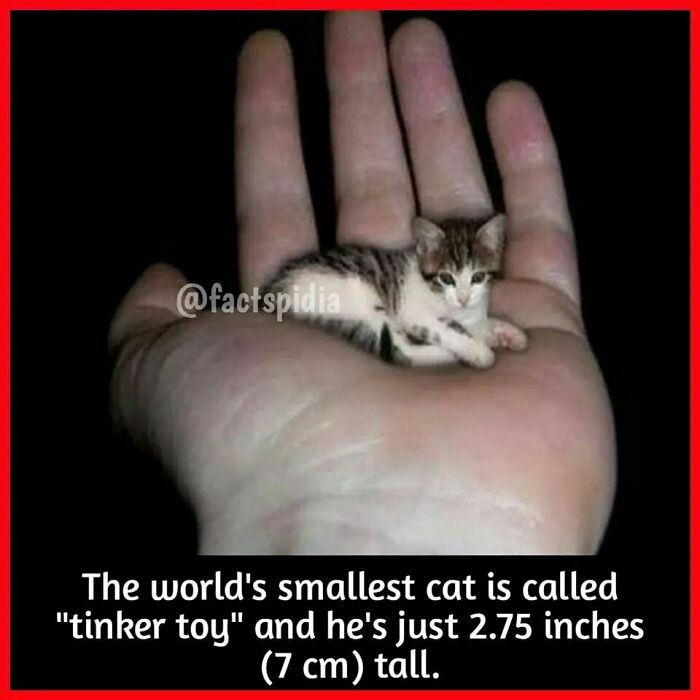 Tiny cat named Tinker Toy resting on a person’s palm, highlighting interesting facts about small cats.