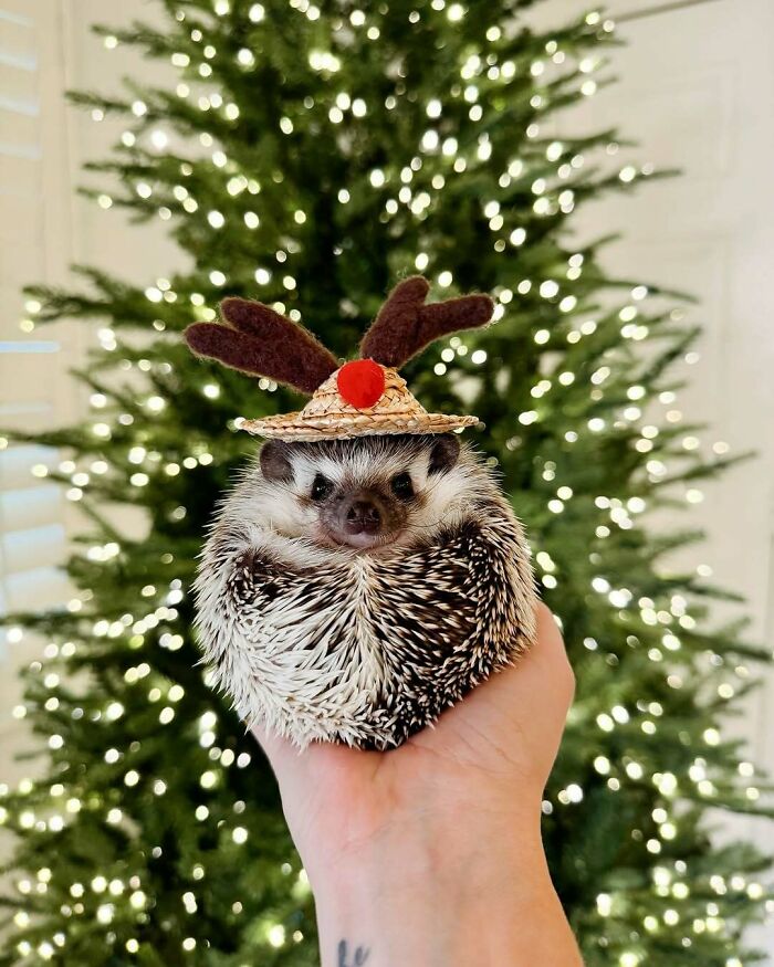 Cute Christmas hedgehog wearing a festive reindeer hat in front of a lit Christmas tree.