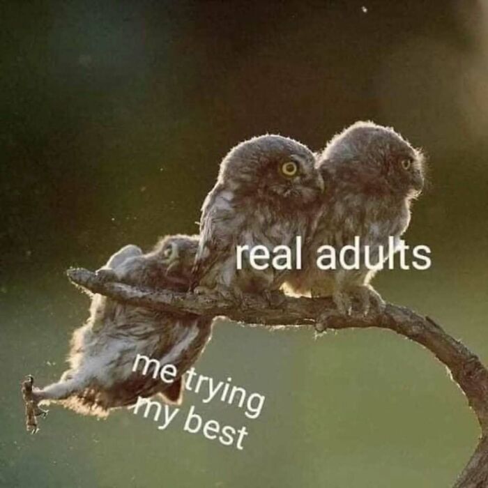 Three owls on a branch labeled "real adults" and "me trying my best," from a relatable meme page.