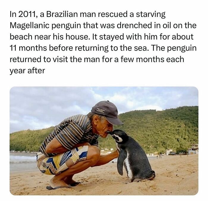 A man kneeling on a beach affectionately interacts with a Magellanic penguin, showcasing wholesome kindness.