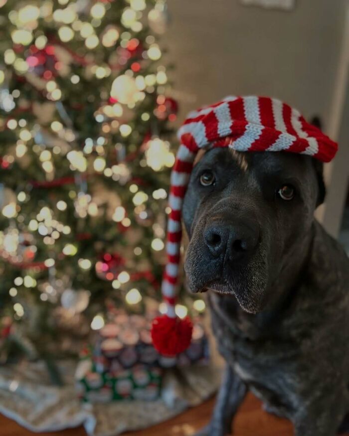 Cute funny Christmas animal wearing a red and white hat next to a decorated Christmas tree.