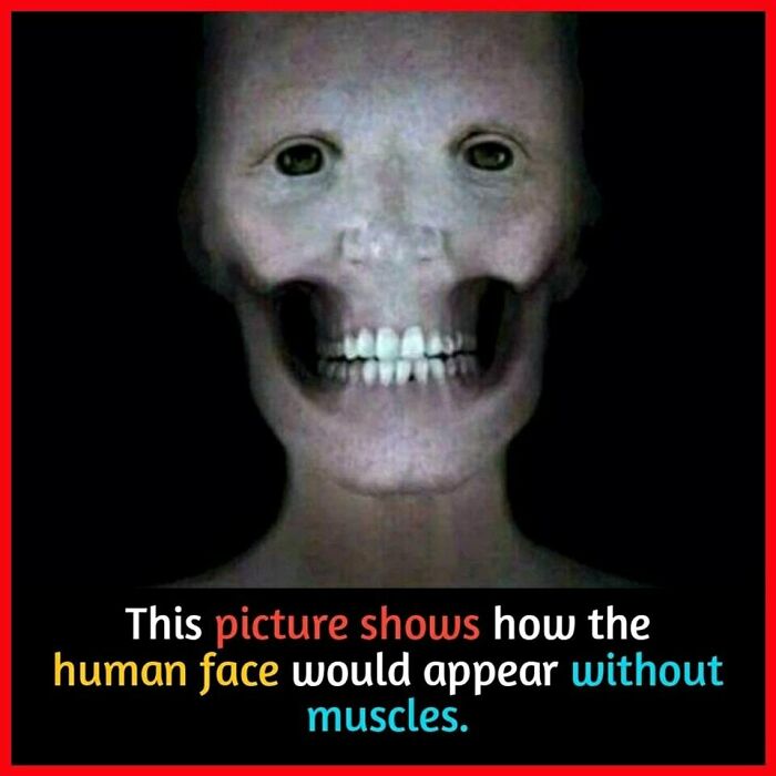 Human face without muscles, showing a skeletal appearance against a dark background.