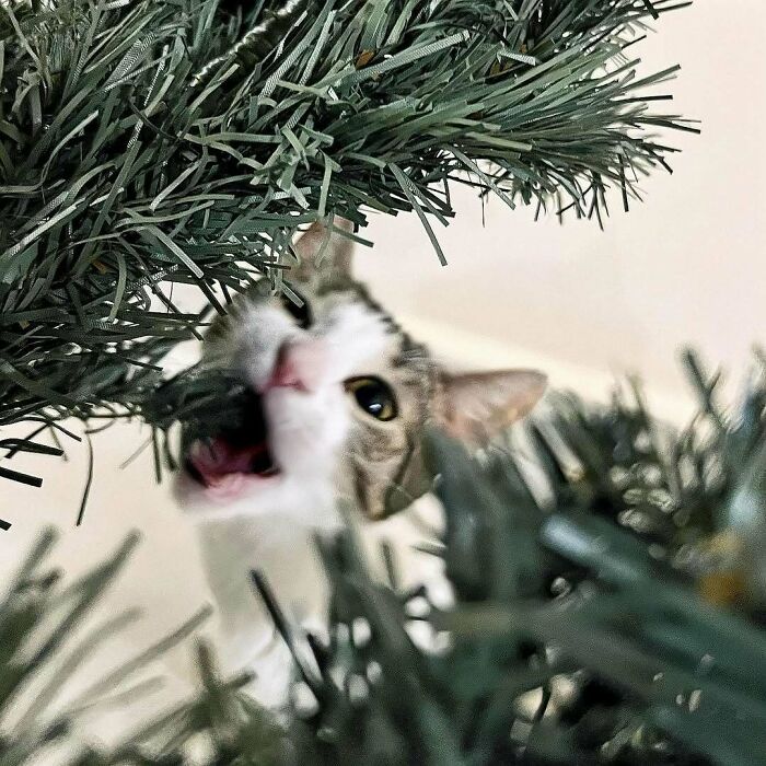 Cat playfully chewing on a Christmas tree branch, showcasing cute and funny Christmas animals.